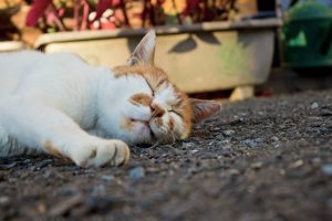 柿の葉茶とカリウム  GENOA STAFF BLOG