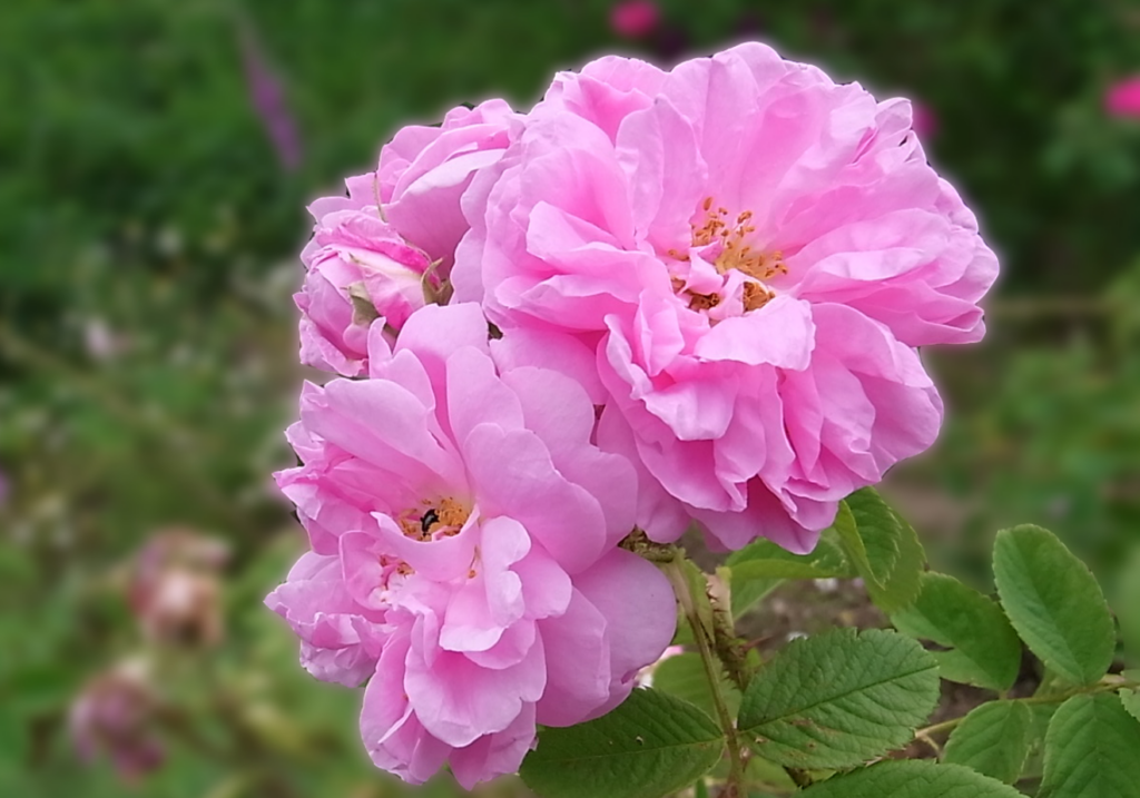 ダマスクローズ